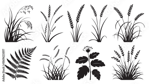 A detailed black and white botanical illustration of various grasses and plants in a studio setting from a direct viewpoint