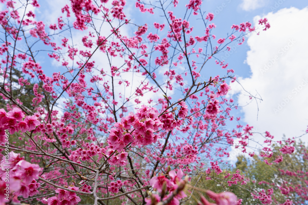Obraz premium Cherry blossom and sakura flowers bloom beautifully on tree branches under bright blue sky with soft white clouds creating peaceful spring scene