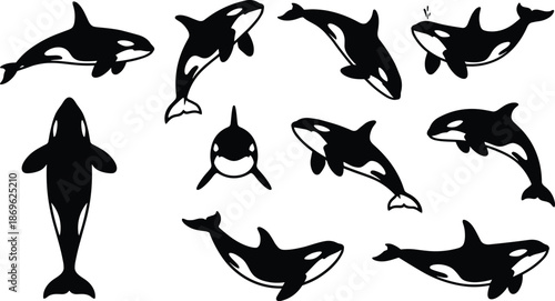 Black orca and killer whale silhouettes set featuring marine mammals in various poses like swimming jumping diving and breaching on white background