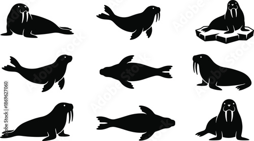 Black walrus silhouettes set featuring arctic marine mammals with tusks in various poses like swimming resting on ice and diving