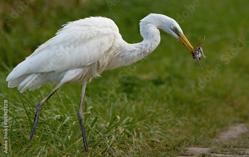 Czapla biała z upolowaną myszą