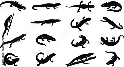 Large set of sixteen black salamander and newt silhouettes showing various crawling and climbing poses isolated on white background for design.