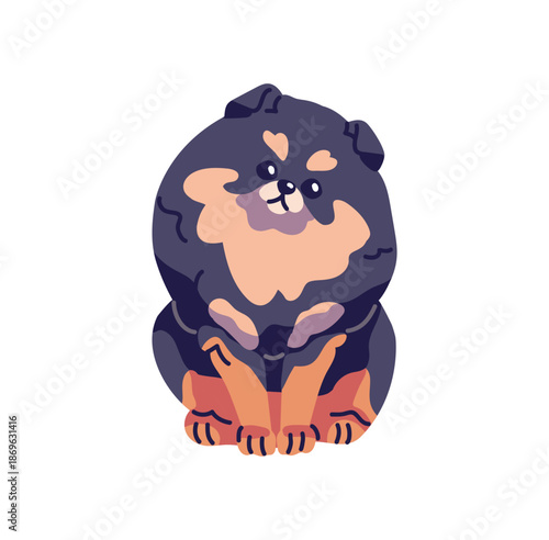 Curious Pomeranian Spitz is tilting a head front view. Cute dog with interested muzzle sits. Happy puppy, domestic animal, pet has a rest. Flat isolated vector illustration on white background.