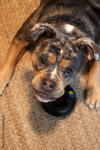 Wallpaper Mural A closeup of a cute English Bulldog looking at camera. Beautiful young dog, best friend concept  Torontodigital.ca