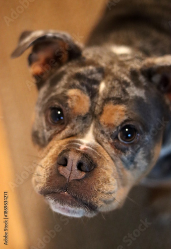 A closeup of a cute English Bulldog looking at camera. Beautiful young dog, best friend concept 