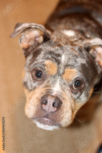 A closeup of a cute English Bulldog looking at camera. Beautiful young dog, best friend concept 