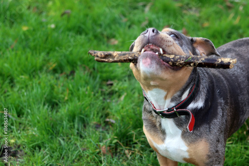 English bulldog playing with stick on green grass in the park. Space for text