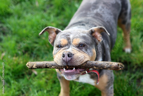 English bulldog playing with stick on green grass in the park. Space for text