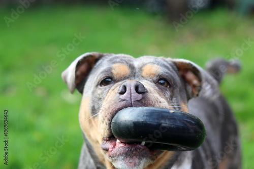 American Staffordshire Terrier playing with a toy in the garden.