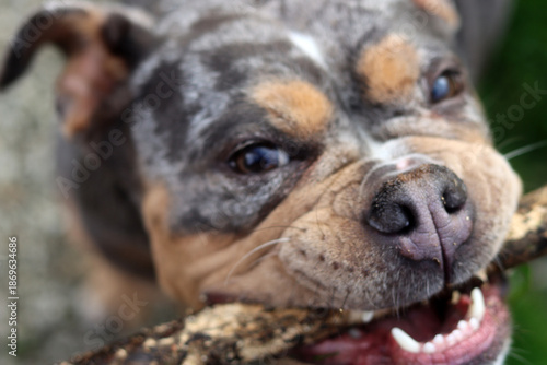 American Staffordshire Terrier playing with a toy in the garden.