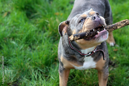 English bulldog playing with stick on green grass in the park. Space for text