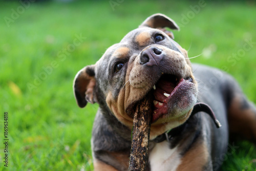 English bulldog playing with stick on green grass in the park. Space for text