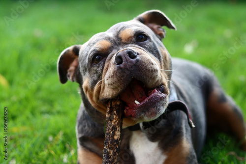 English bulldog playing with stick on green grass in the park. Space for text