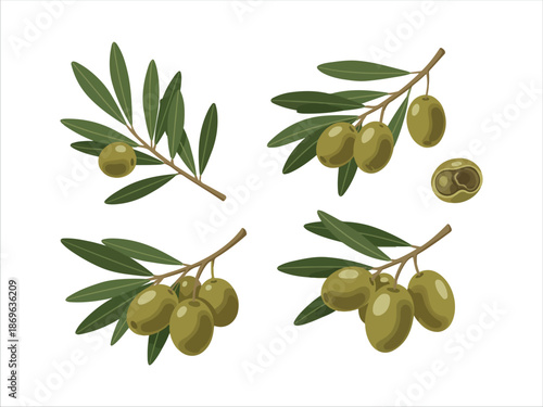 Illustrated Olive Branches with Green Olives and Leaves
