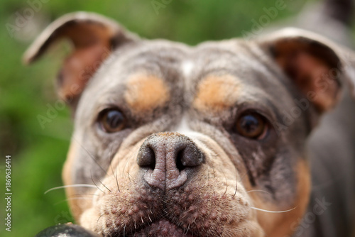 A closeup of a cute English Bulldog looking at camera. Beautiful young dog, best friend concept 