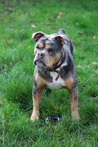 Close up portrait of a cute funny English Bulldog dog. Portrait of a purebred dog on a green background in the park