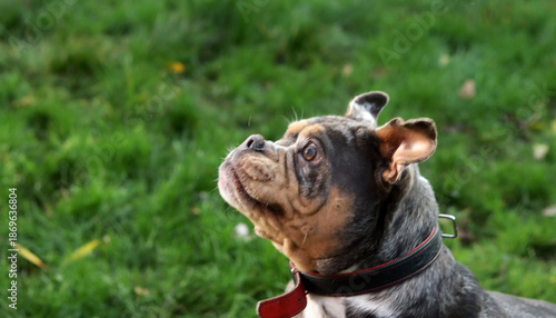 Close up portrait of a cute funny English Bulldog dog. Portrait of a purebred dog on a green background in the park