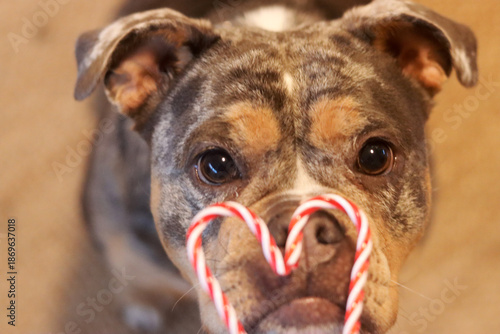 Close up of a dog eating a candy cane and looking at the camera
