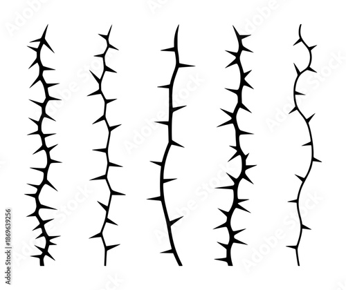 Black thorny vine branches with sharp spikes a white background plant