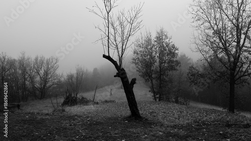Country roads shrouded in winter fog. Thriller and horror-like landscapes in the Italian countryside.