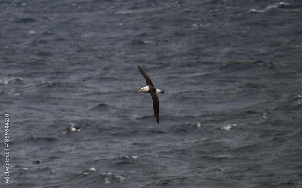 Naklejka premium Antarctica Albatross Wide View Bird in Flight Wings Full Span Over Sea Close to Water Bird Wildlife Birding View From Ship Ocean