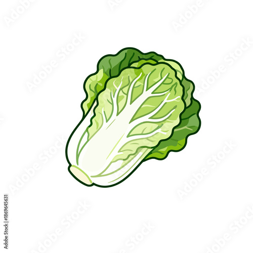 [Vector EPS]Fresh green leafy Chinese cabbage for healthy eating