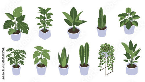 Collection of various indoor potted plants including monstera, cactus, and succulents in white pots on a white background.