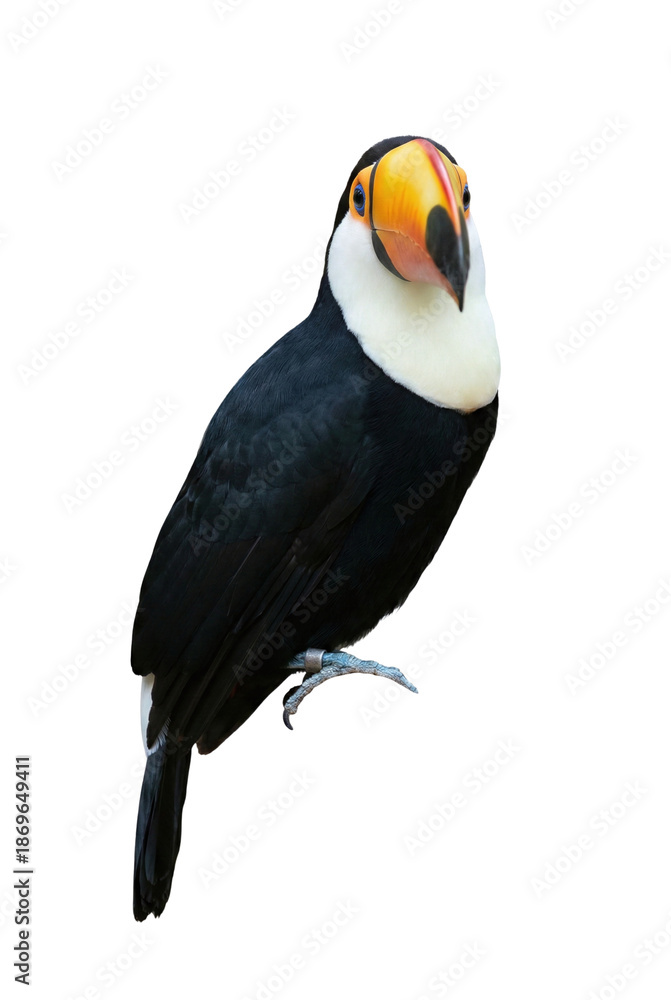 Obraz premium Toco toucan bird perched on grey background