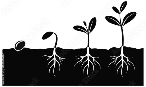 Seedling growth stages illustration with roots, plant development concept black