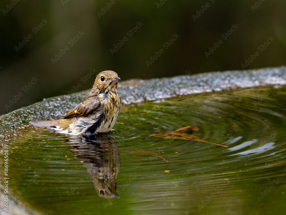 Fototapeta premium キビタキの幼鳥