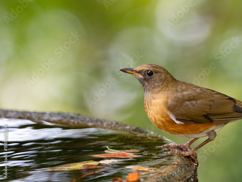 水辺のアカハラ