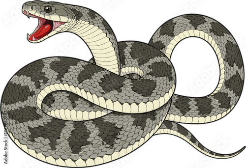 Realistic coiled snake vector illustration with open mouth and detailed scale texture, dynamic wildlife design perfect for education, posters, and graphic projects