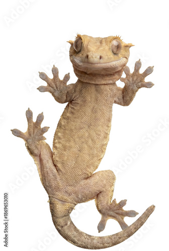 Quadro em tela Crested gecko clinging to glass surface underneath