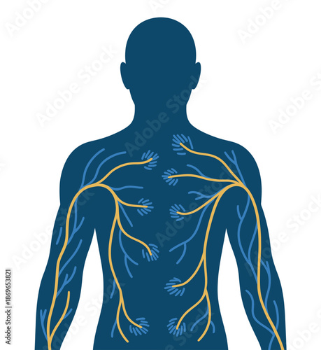 Human nervous system diagram showing upper body nerves and sensory points.
