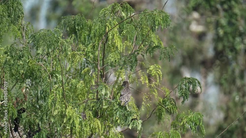 Baby Black-crowned Night Heron on tree birdwatching in the forest.
