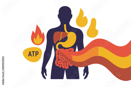 Human silhouette illustrates internal energy production within the digestive.