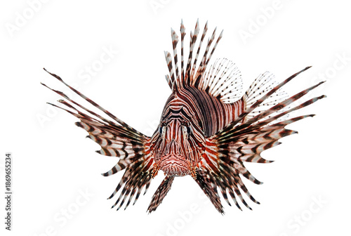 Fotografía Front view of lionfish with venomous spines