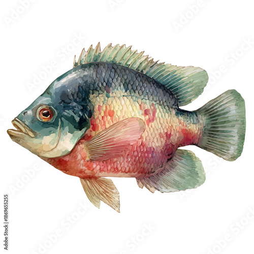 Watercolor-style vector illustration of Tilapia Head, isolated on a clean white background.