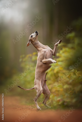 Tableau sur toile An Italian Greyhound dog stands on its hind legs, looking upwards towards the sky