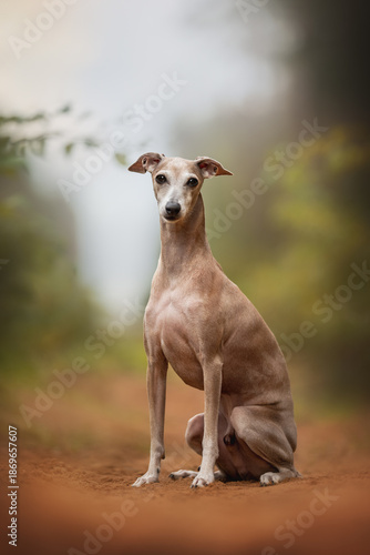 Photography A light brown Italian Greyhound sits alertly on a dirt path in a wooded area