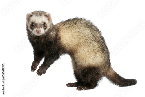 Ferret standing and looking at camera