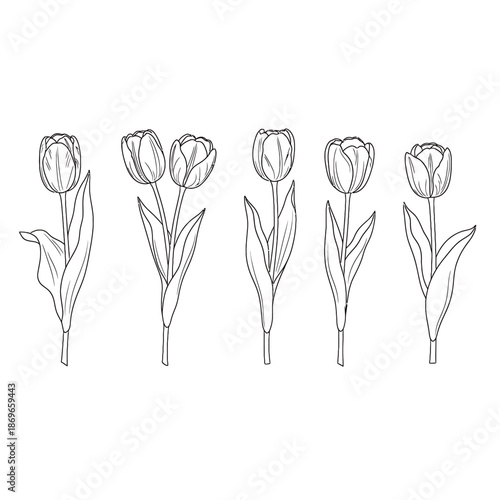 Black and white illustration of tulips isolated on with leaves and stems
