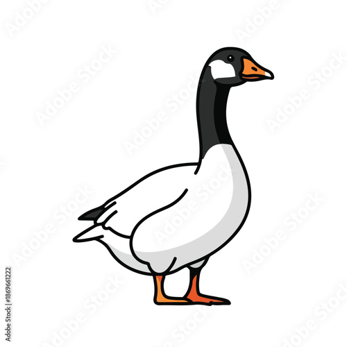 White goose poultry bird with beak and feathers isolated on white background as wildlife waterfowl animal