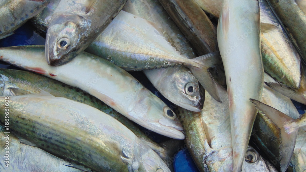 Fototapeta premium fresh mackerel fish at market