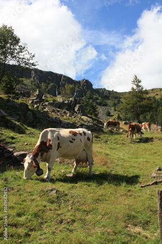 Vache
