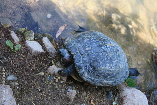 Tortue
