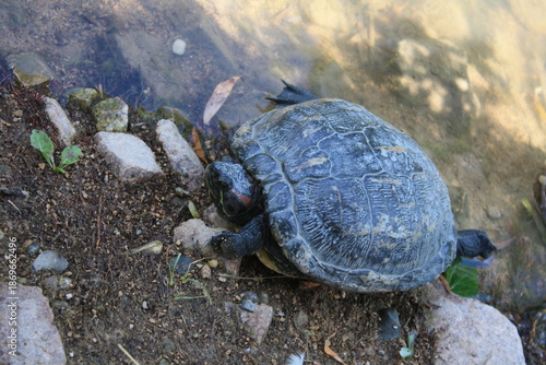Tortue
