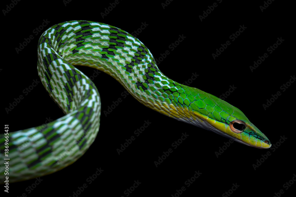 Fototapeta premium Close-up of a slender Oriental Whip Snake (Ahaetulla prasina) in a defensive or threat posture, a detailed look at the head and neck anatomy of the Oriental Whip Snake (Ahaetulla prasina)