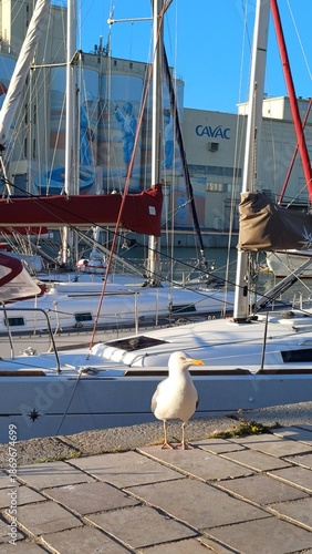 Mouette
