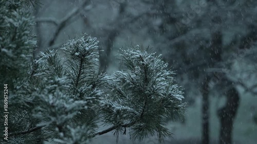 snow covered pine tree. 4 k video